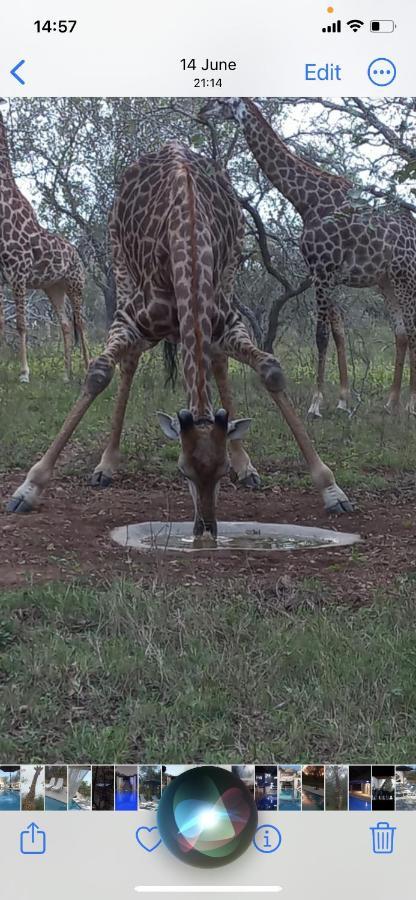 Hotel Wild Goose Marloth Park Esterno foto